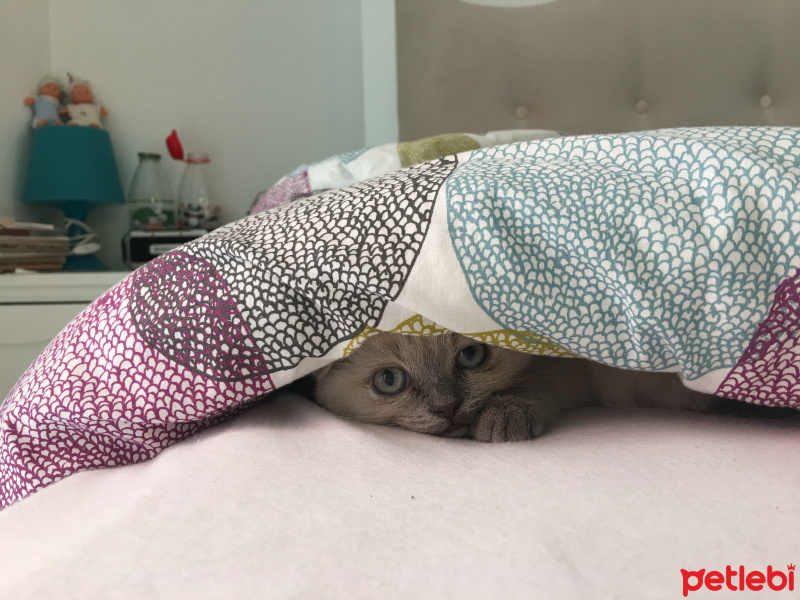 Scottish Fold, Kedi  Missy fotoğrafı
