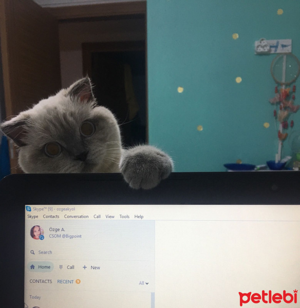 Scottish Fold, Kedi  Missy fotoğrafı
