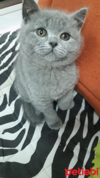 Brazilian Shorthair, Kedi  Duman fotoğrafı