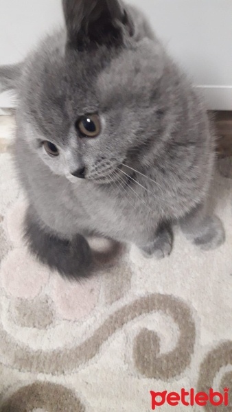 Brazilian Shorthair, Kedi  Duman fotoğrafı