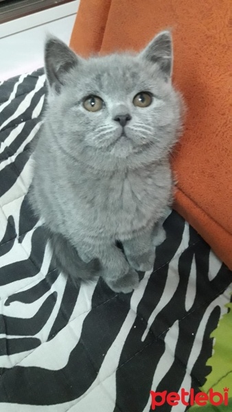Brazilian Shorthair, Kedi  Duman fotoğrafı