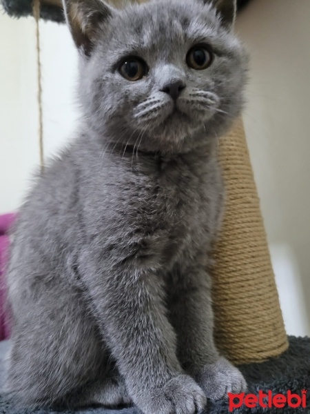 Brazilian Shorthair, Kedi  Duman fotoğrafı