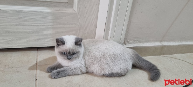 Colorpoint Shorthair, Kedi  Mırmır fotoğrafı