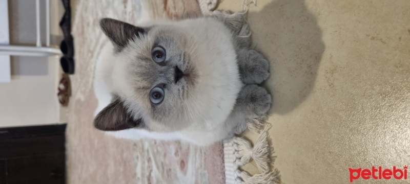 Colorpoint Shorthair, Kedi  Mırmır fotoğrafı