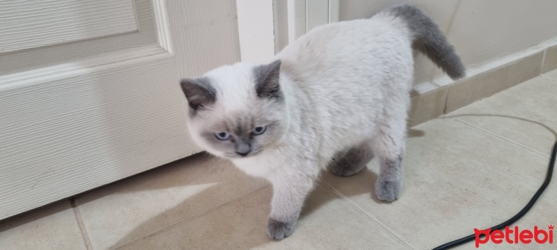 Colorpoint Shorthair, Kedi  Mırmır fotoğrafı