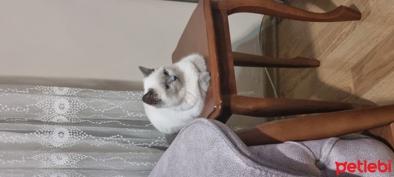 Colorpoint Shorthair, Kedi  Mırmır fotoğrafı