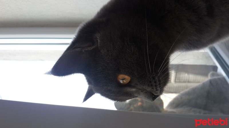 Korat, Kedi  Zeytin fotoğrafı