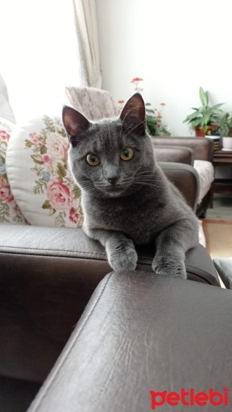 Korat, Kedi  Zeytin fotoğrafı