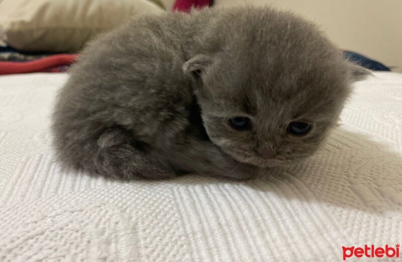 British Shorthair, Kedi  Michelle fotoğrafı