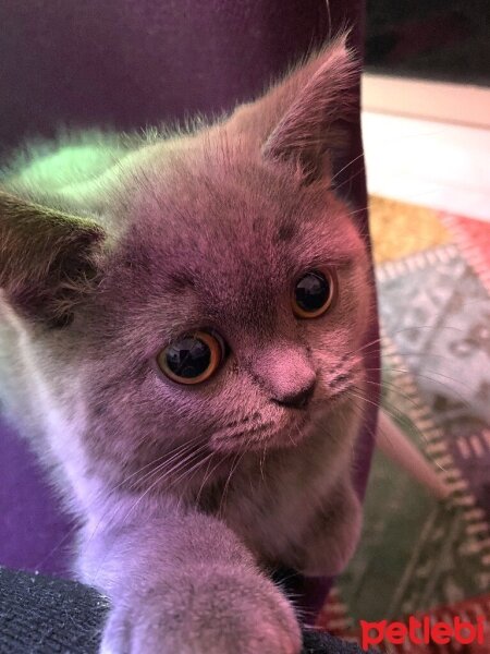 British Shorthair, Kedi  Michelle fotoğrafı