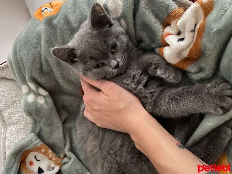 British Shorthair, Kedi  Michelle fotoğrafı