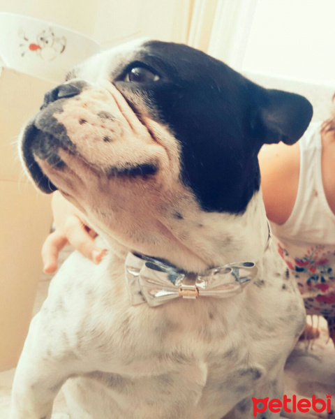Fransız Bulldog, Köpek  Pars fotoğrafı