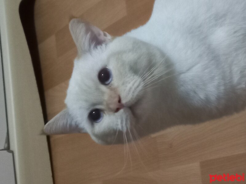 British Shorthair, Kedi  Şanslı fotoğrafı