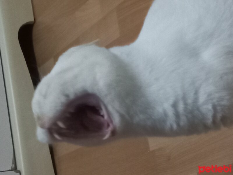 British Shorthair, Kedi  Şanslı fotoğrafı