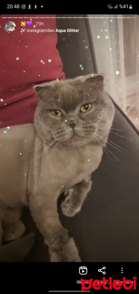 Scottish Fold, Kedi  Bihter fotoğrafı