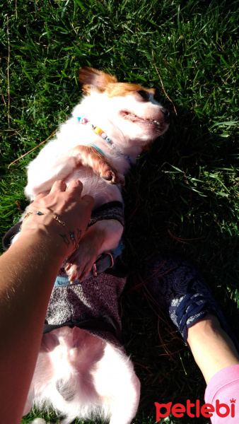Chihuahua, Köpek  Boncuk fotoğrafı