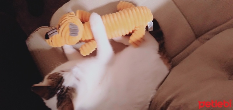 Tekir Kedi, Kedi  Miniş fotoğrafı