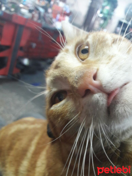 Tekir Kedi, Kedi  Panter fotoğrafı