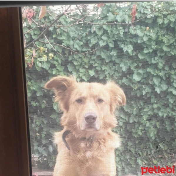Sokö (Sokak Köpeği), Köpek  Buggy fotoğrafı
