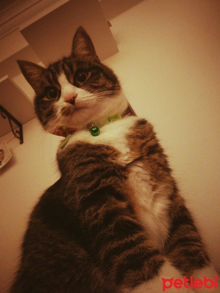 Tekir Kedi, Kedi  Boncuk bıdık fotoğrafı