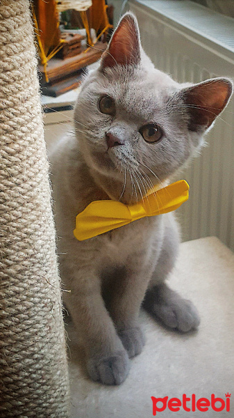 British Shorthair, Kedi  Gırgır fotoğrafı