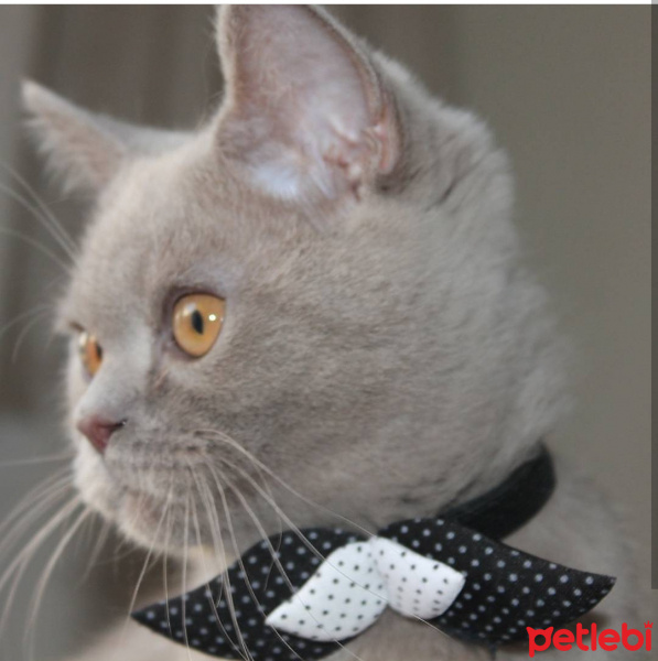British Shorthair, Kedi  Gırgır fotoğrafı