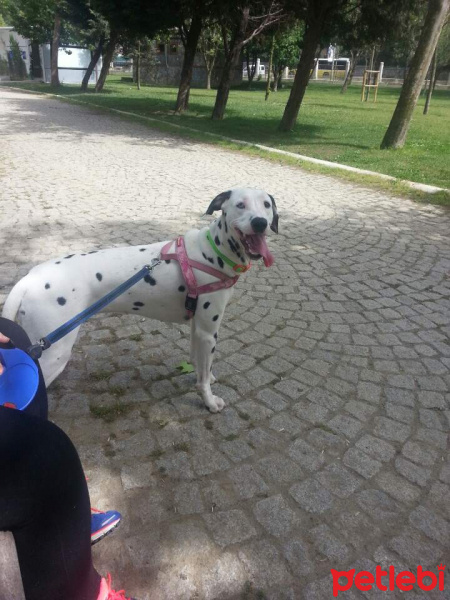 Dalmatian, Köpek  Mia fotoğrafı