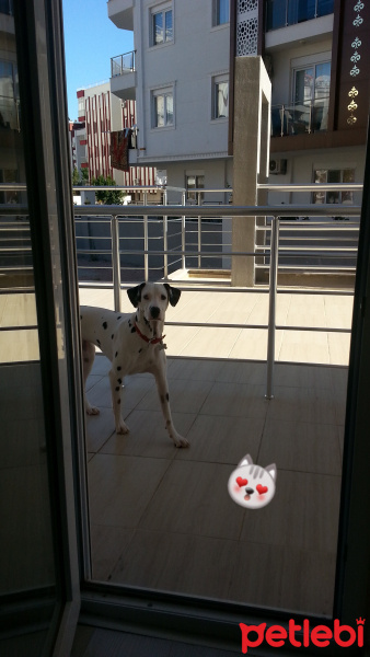 Dalmatian, Köpek  Mia fotoğrafı