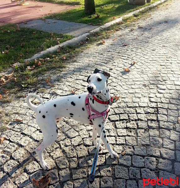 Dalmatian, Köpek  Mia fotoğrafı