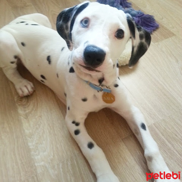 Dalmatian, Köpek  Mia fotoğrafı