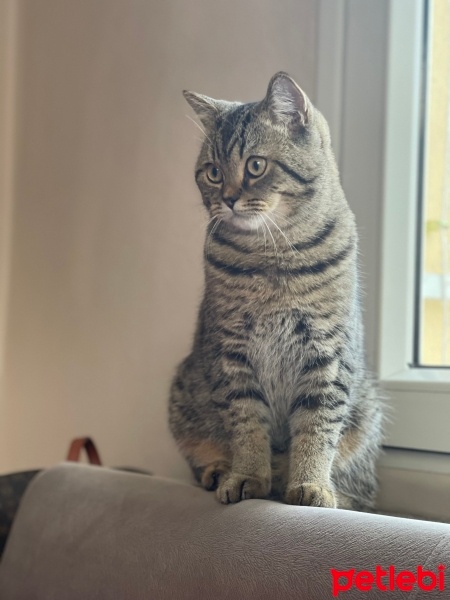 British Shorthair, Kedi  Haşmet fotoğrafı
