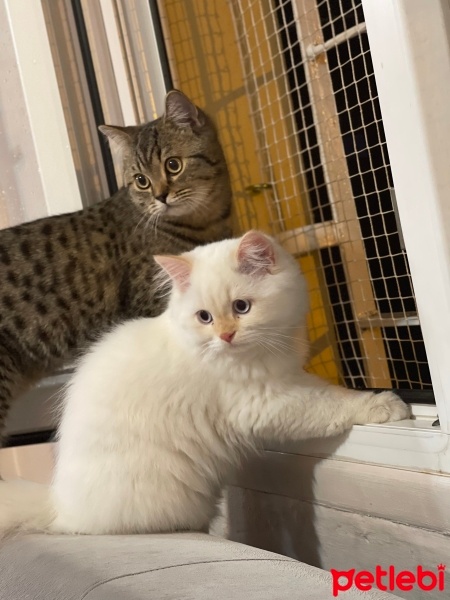 British Shorthair, Kedi  Haşmet fotoğrafı