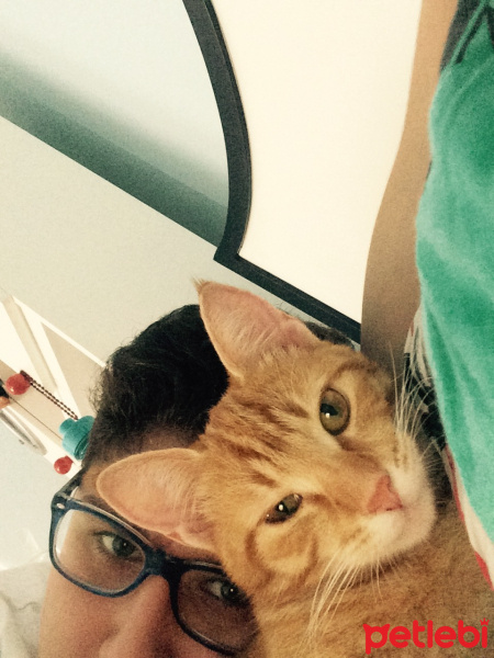 Tekir Kedi, Kedi  Lokum fotoğrafı