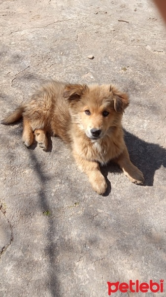 Golden Retriever, Köpek  gofret fotoğrafı