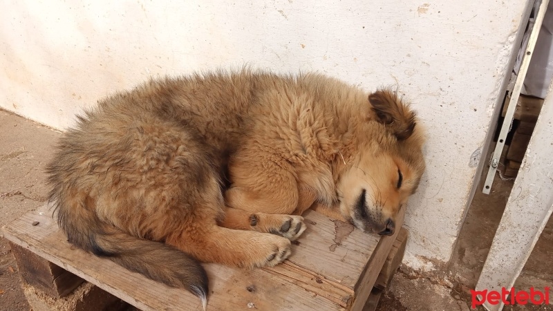 Golden Retriever, Köpek  gofret fotoğrafı