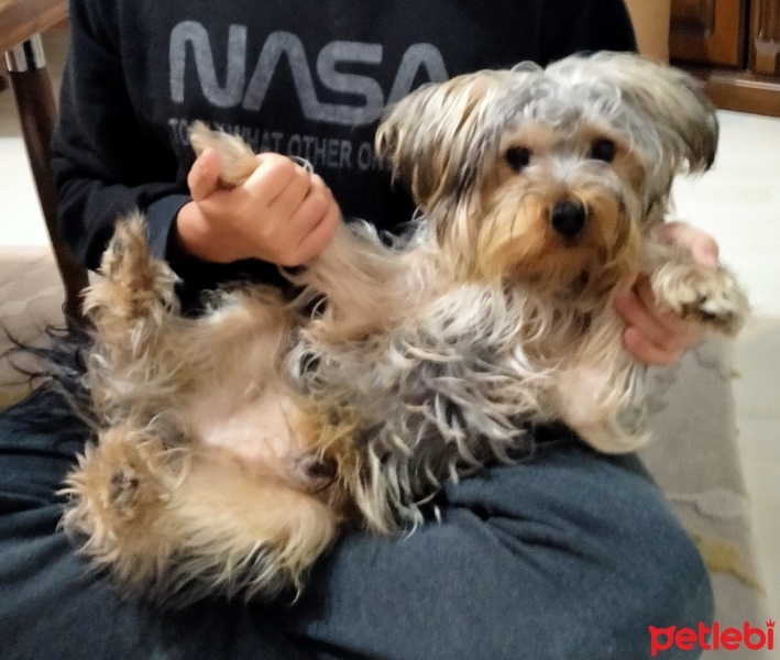 Yorkshire Terrier, Köpek  Figo fotoğrafı