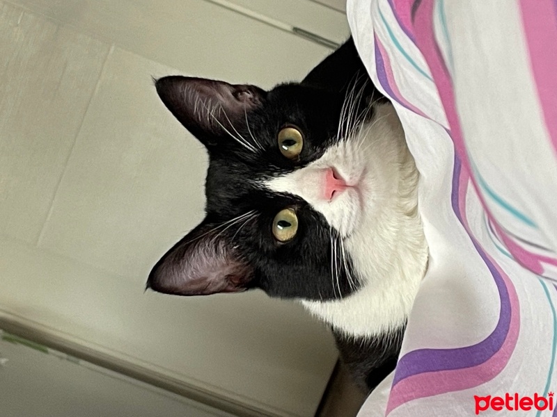 Tuxedo (Smokin) Kedi, Kedi  Karlos fotoğrafı