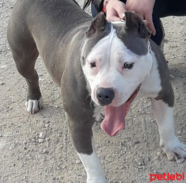 Amerikan Pitbull Terrier, Köpek  Pit bul sahiplenmek istiyorum çok iyi bakacagima e fotoğrafı