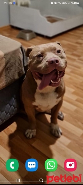 Amerikan Pitbull Terrier, Köpek  Abga fotoğrafı