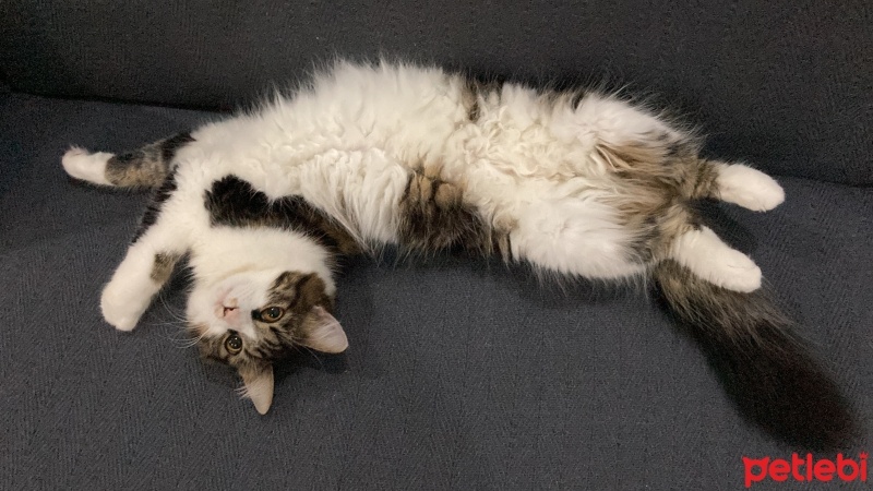 Tekir Kedi, Kedi  Patik fotoğrafı