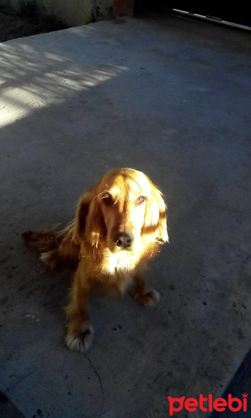 İngiliz Cocker Spaniel, Köpek  Kofi fotoğrafı