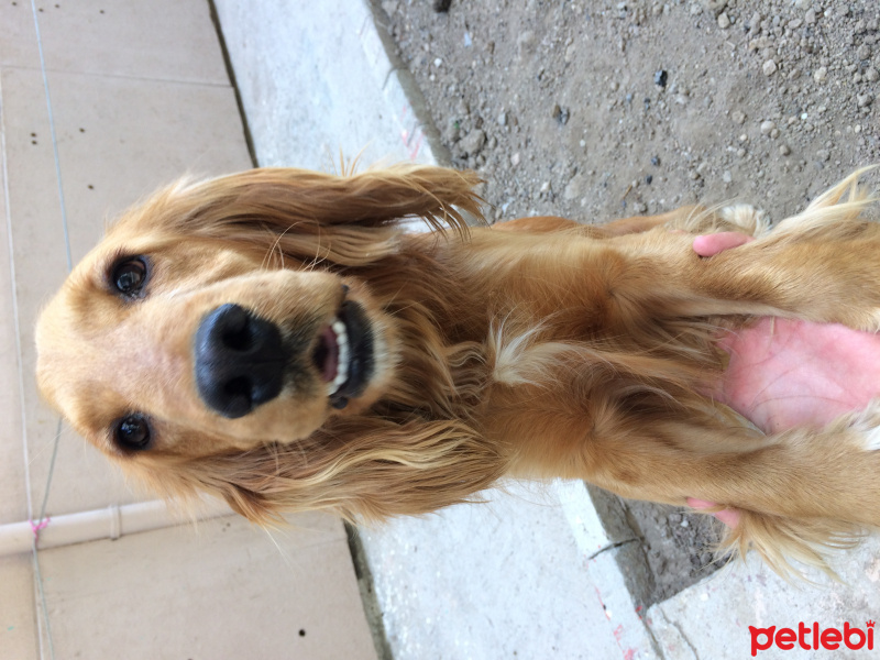 İngiliz Cocker Spaniel, Köpek  Kofi fotoğrafı
