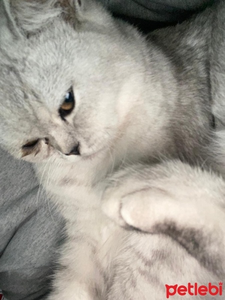 British Shorthair, Kedi  Pamuk fotoğrafı