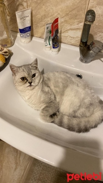 British Shorthair, Kedi  Pamuk fotoğrafı