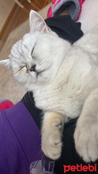British Shorthair, Kedi  Pamuk fotoğrafı