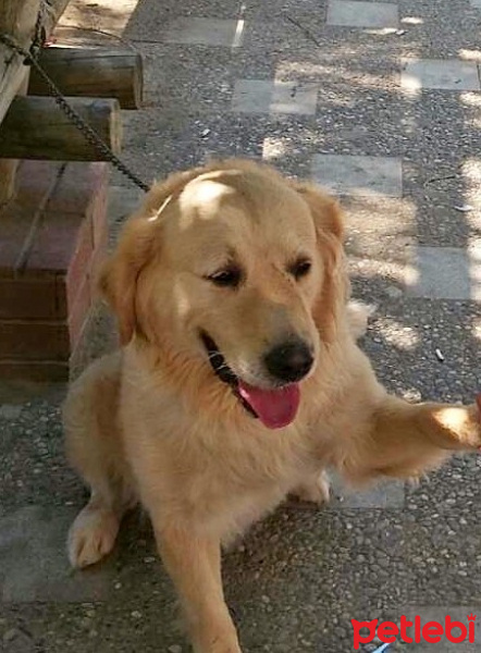 Golden Retriever, Köpek  Ares fotoğrafı
