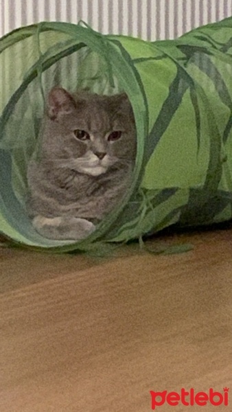 British Shorthair, Kedi  Felix fotoğrafı