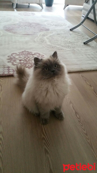 İran Kedisi (Persian), Kedi  Latte fotoğrafı