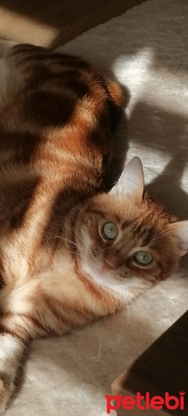 Sarman, Kedi  Sanslí fotoğrafı