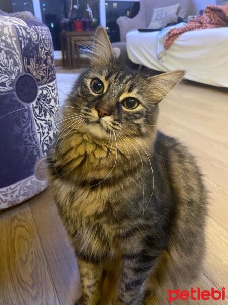 Norwegian Forest, Kedi  Cuba fotoğrafı